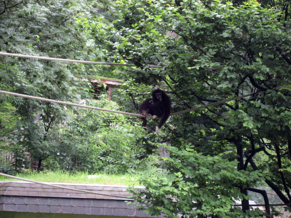 Tiergarten Hellbrunn Salzburg - 