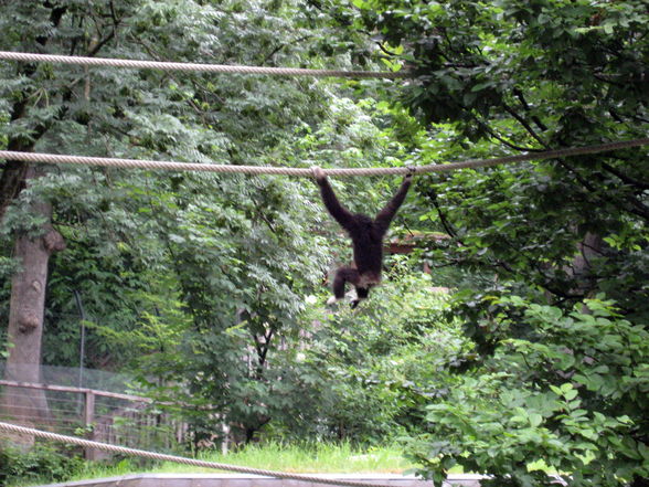 Tiergarten Hellbrunn Salzburg - 