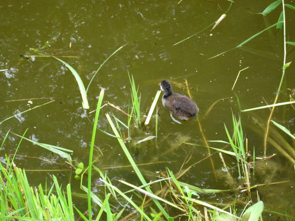 Tiergarten Hellbrunn Salzburg - 