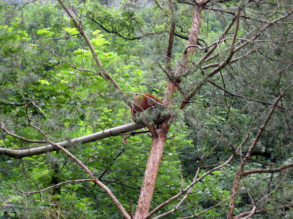 Tiergarten Hellbrunn Salzburg - 