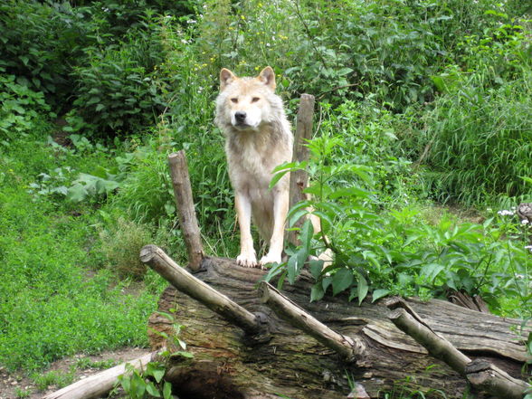 Tiergarten Hellbrunn Salzburg - 