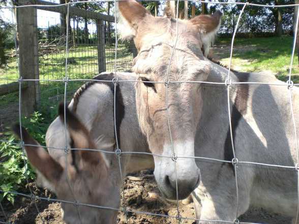 Tierpark Haag  - 