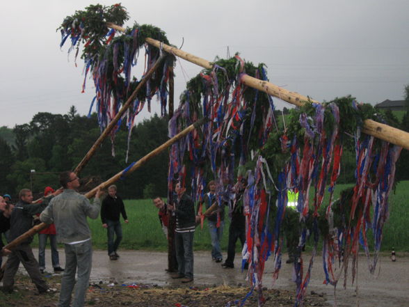 Maibaum, Maibaum, Maibaum... - 