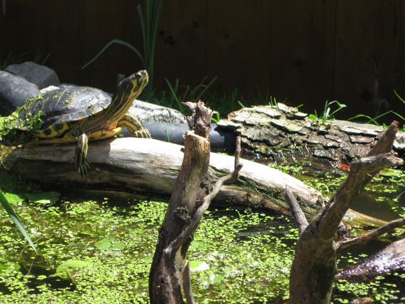 turtles - 