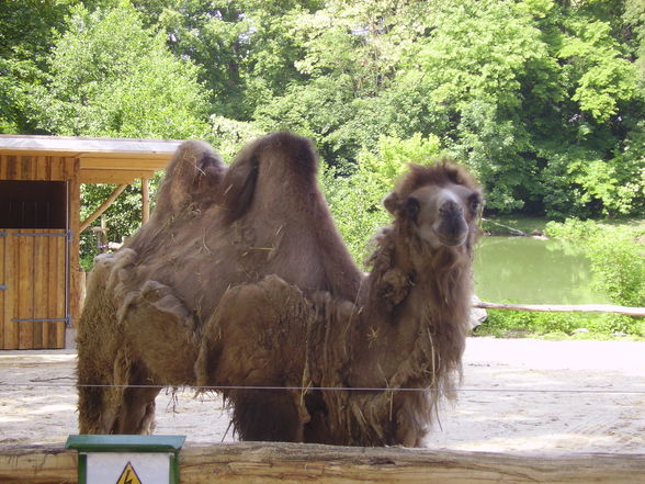 Tierpark Haag - 