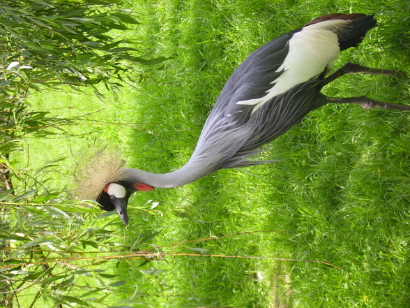 Tierpark Haag - 