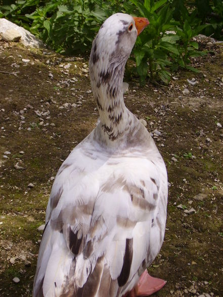 Tierpark Haag - 