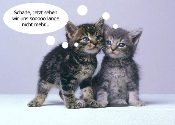 Katzen - 