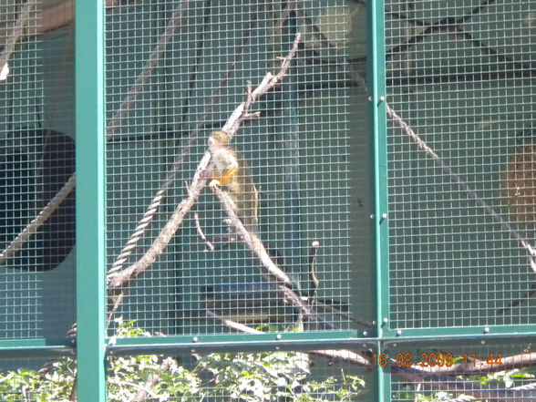 Tiergarten Schönbrunn - 