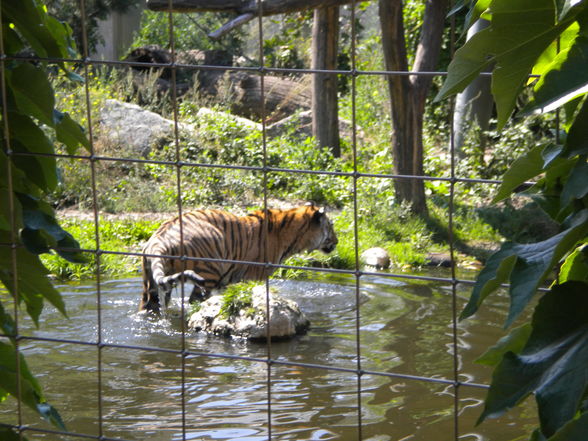 Tiergarten Schönbrunn - 