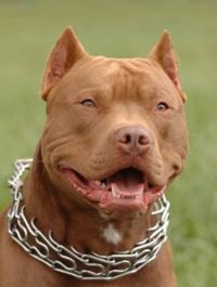 PIT BULL - 