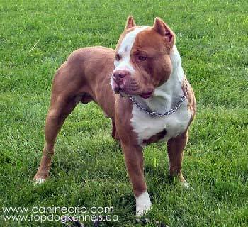 PIT BULL - 