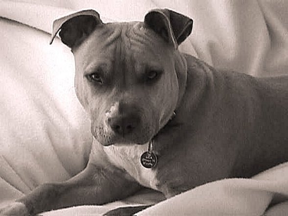 PIT BULL - 