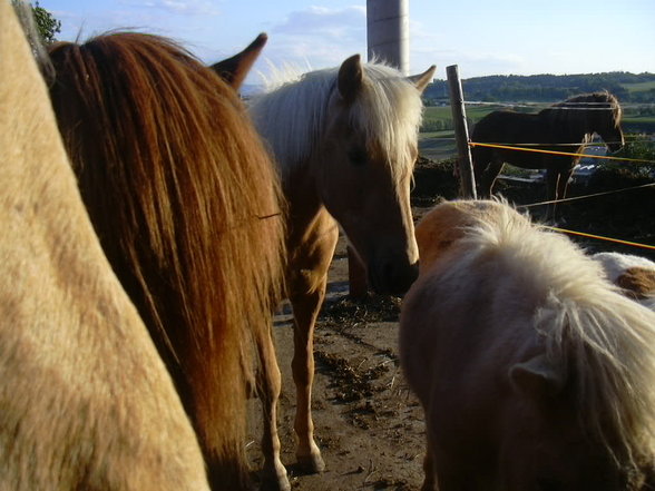 Reitausflug von Bine und Mir :) - 