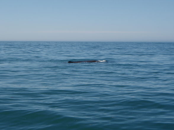 Kaikoura Whale Watching - 