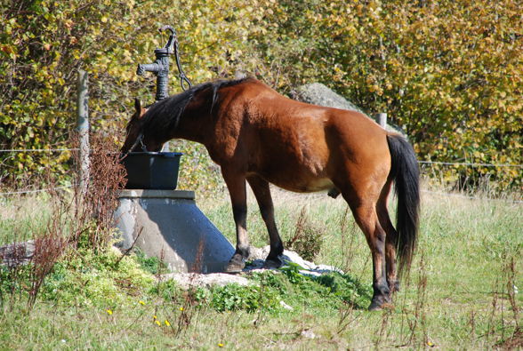 Wanderreiten der LFS Lambach - 