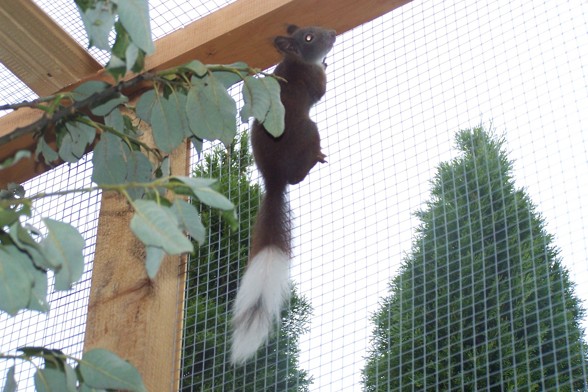 meine Eichhörnchen!!! - 