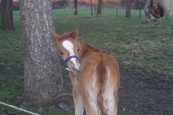 Feli und Fohlen - 