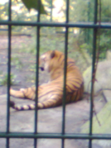 tierpark lol - 