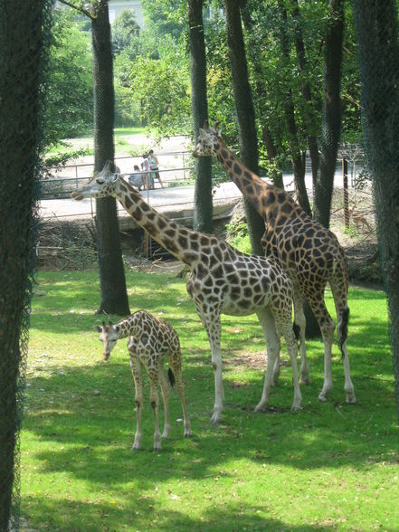 Wieder mal im Tierpark! - 