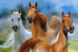 Pferde - 