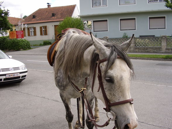 *Reiten* - 