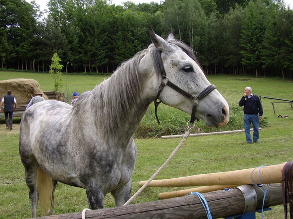 *Reiten* - 