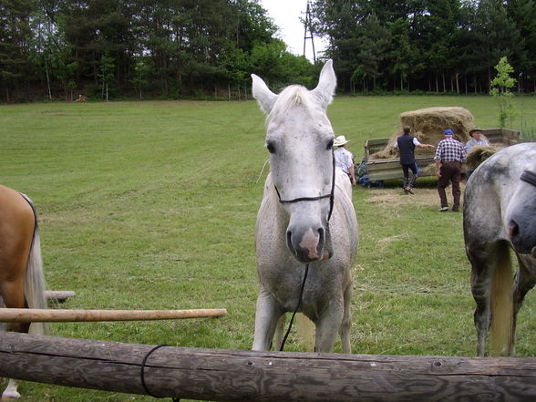 *Reiten* - 