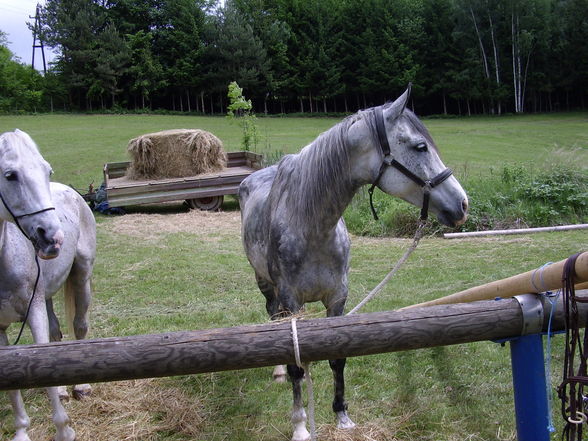 *Reiten* - 