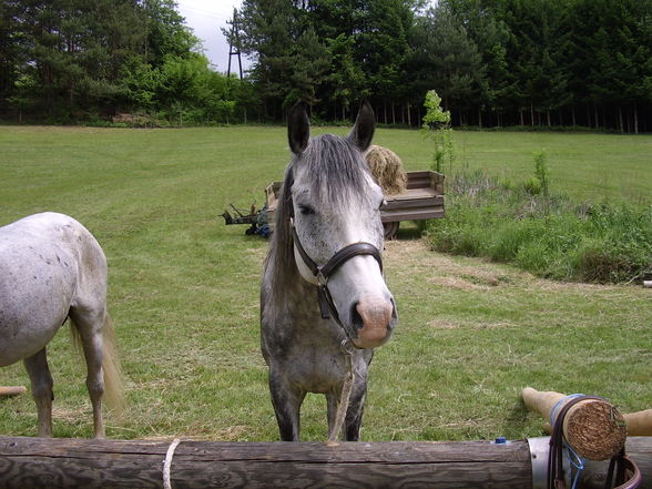 *Reiten* - 