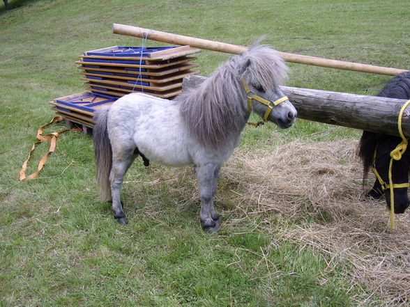 *Reiten* - 