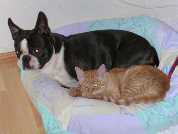 Hund, Katz, Frettchen und Co. - 