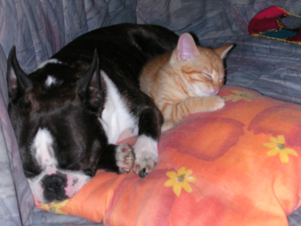 Hund, Katz, Frettchen und Co. - 