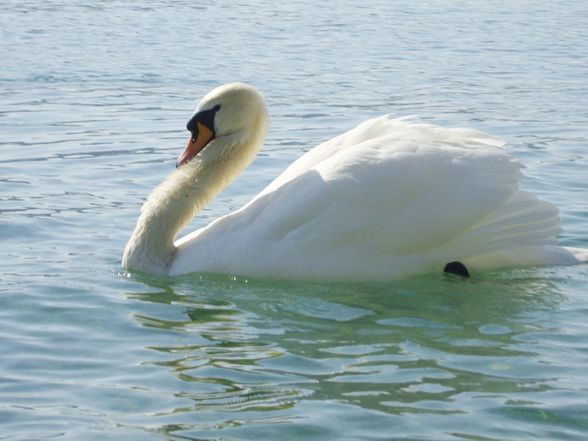 Kurzurlaub Attersee - 