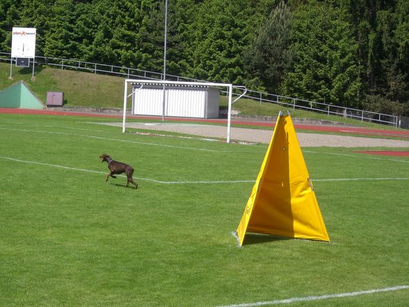 Dobermann-Weltmeisterschaft - 