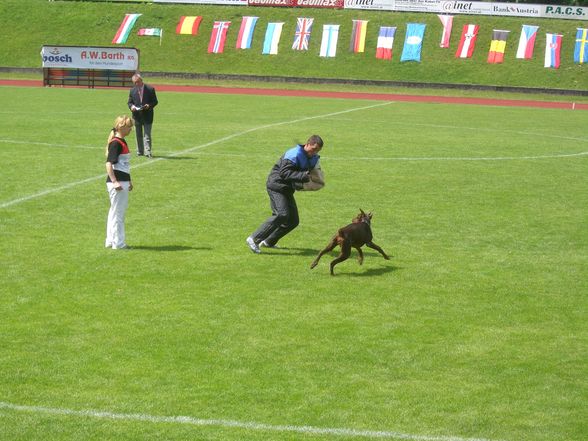 Dobermann-Weltmeisterschaft - 