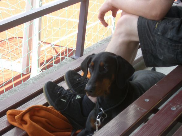 Dobermann-Weltmeisterschaft - 