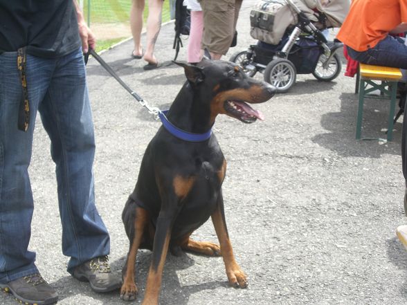 Dobermann-Weltmeisterschaft - 