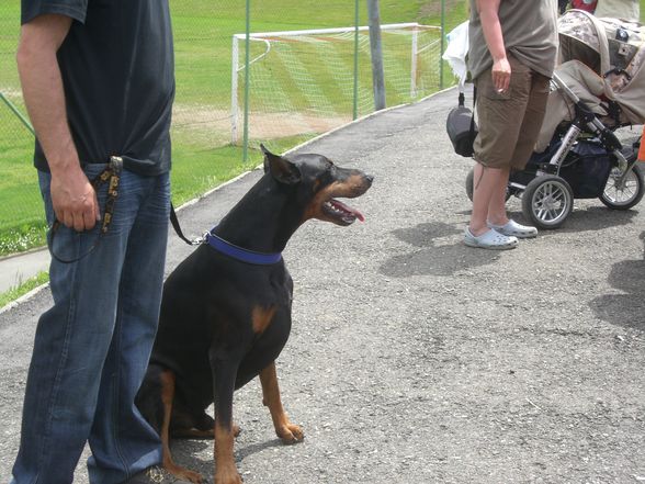 Dobermann-Weltmeisterschaft - 