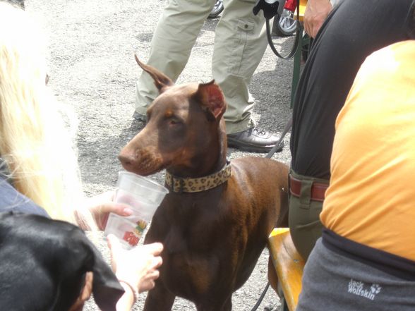 Dobermann-Weltmeisterschaft - 