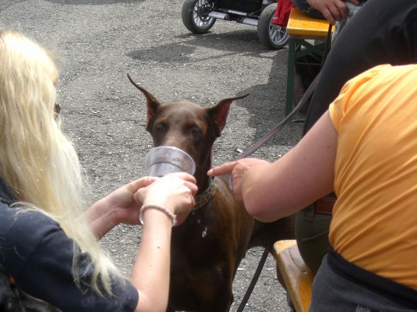 Dobermann-Weltmeisterschaft - 