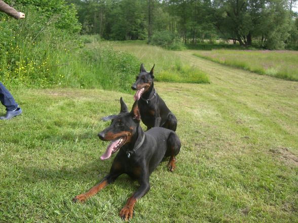 Dobermann-Weltmeisterschaft - 