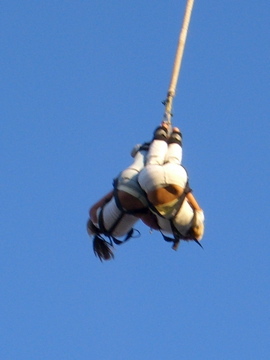 bungee - 