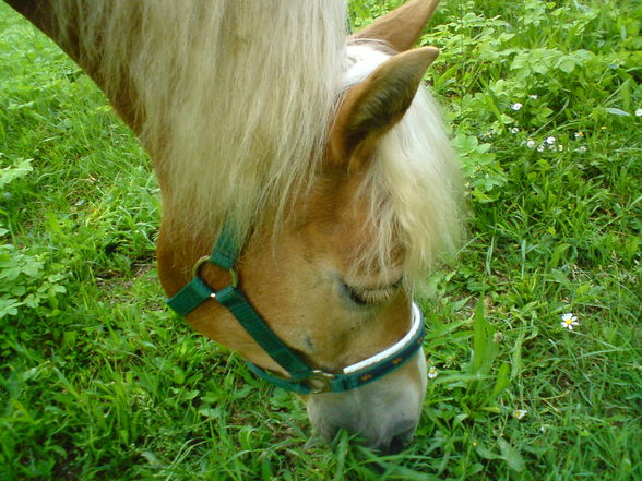 «•♥•»My Horse«•♥•» - 