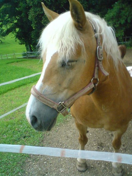 «•♥•»My Horse«•♥•» - 