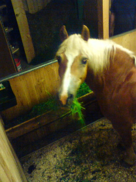 «•♥•»My Horse«•♥•» - 