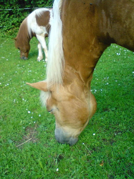 «•♥•»My Horse«•♥•» - 