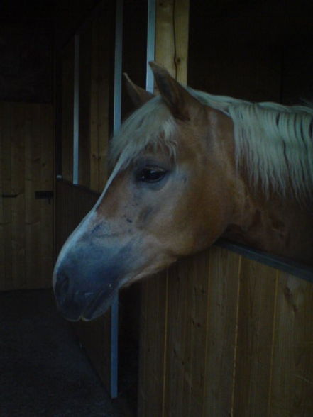 «•♥•»My Horse«•♥•» - 