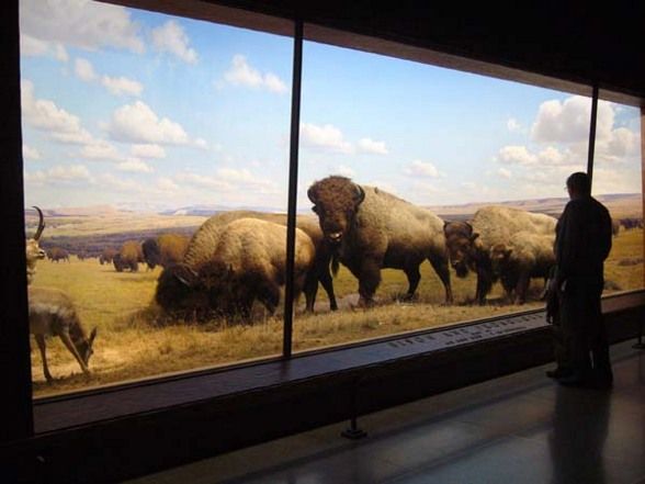 National History Museum NY - 