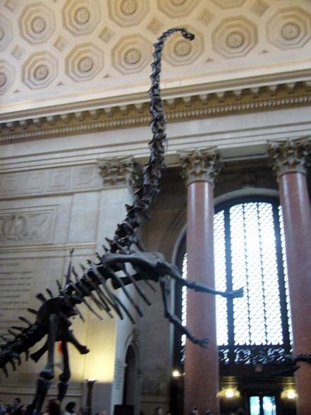 National History Museum NY - 